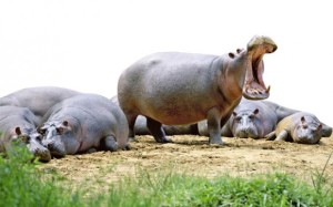 hipopotami