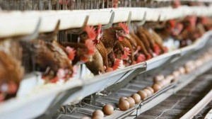 maqedonia-ndalon-importin-e-mishit-t-euml-pulave-nga-holanda-gjermania-dhe-anglia_hd