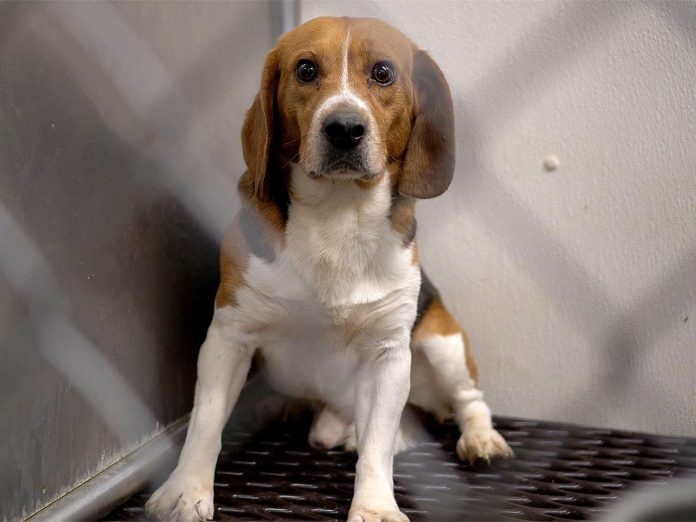 Aktivistët ndërhyjnë me forcë për të shpëtuar qentë e përdorur për kërkime bio mjekësore