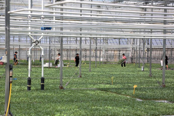 Kriza e bujqësisë  Rritja e importeve dhe presionet mbi fermerët