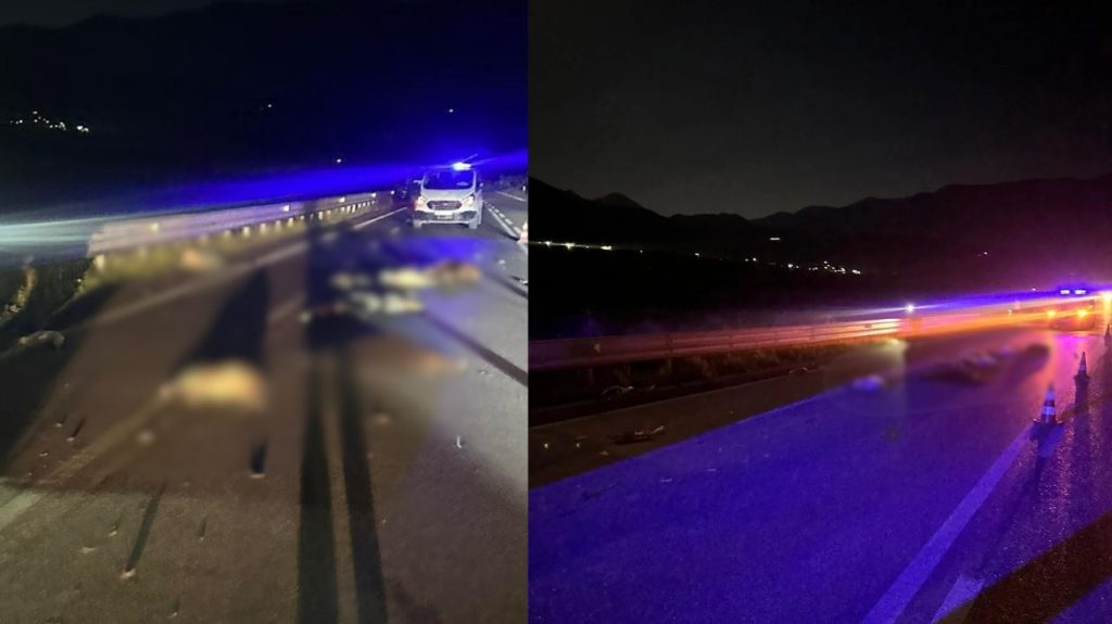 Makinë përplasi tufën e dhive në Orikum Vlorë  10 bagëti vdesin  bariu dërgohet në spital