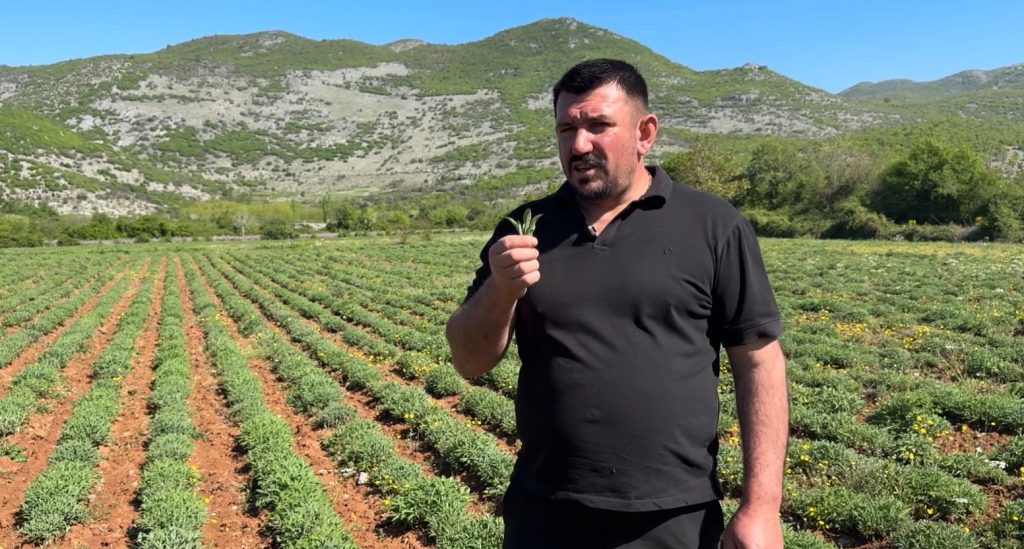 Kriza përfshin bujqësinë në Malësinë e Madhe  fermeri  Çmimi i sherebelës në rënie  subvencionet të pamjaftueshme