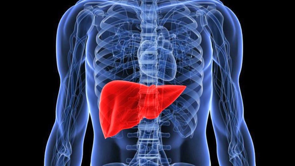 Rigjenerimi i mëlçisë në laborator  metoda  Boost  tregon rezultate te kaviet