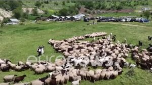 Murtaja e bagëtive në 2025  qeveria jep mbi 53 mln lekë dëmshpërblim për fermerët