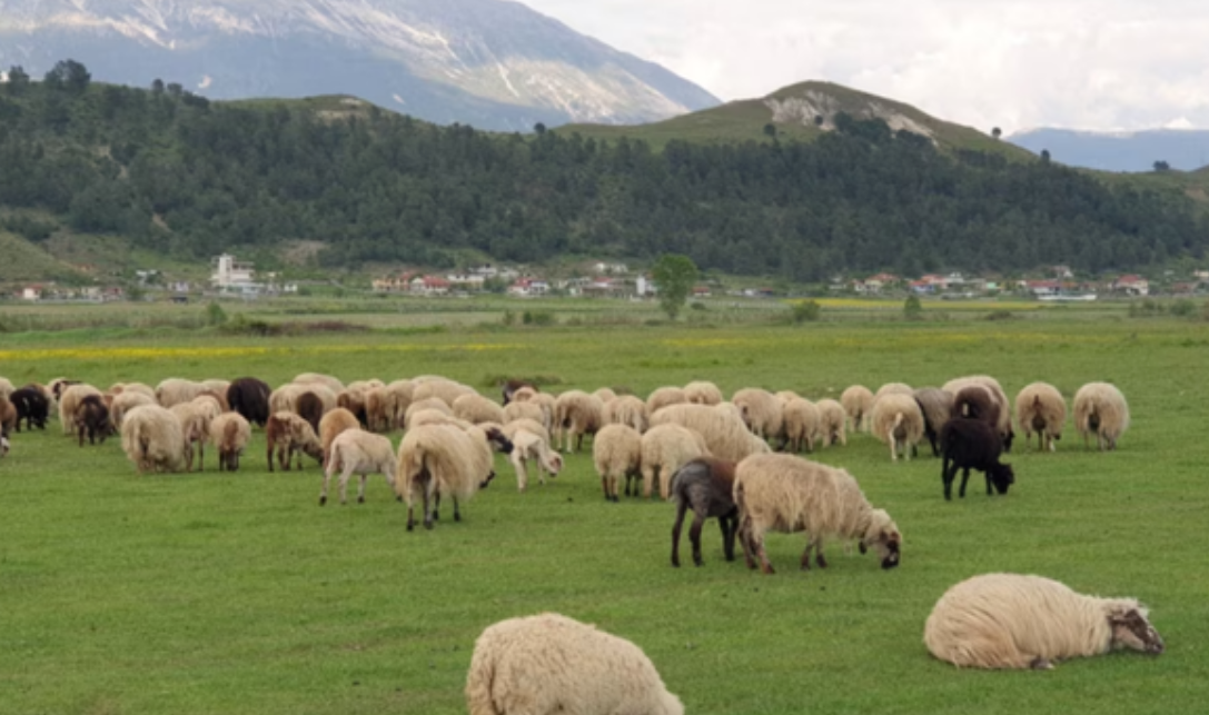 Analizat PCR dalin negative  nuk konfirmohet murtaja e ruminantëve në Kolonjë