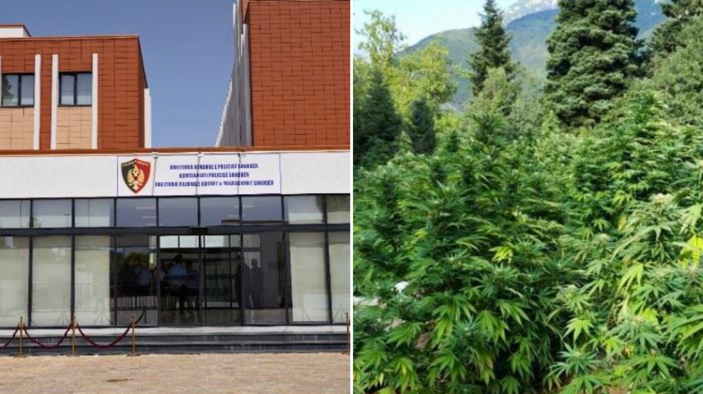 Plantacion me kanabis në Velipojë  pezullohet nga detyra shefi i Komisariatit Shkodër