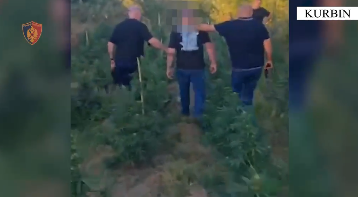 Zbulohen 1820 bimë Cannabis Sativa në Fushë Gjormë  arrestohet 40 vjeçari