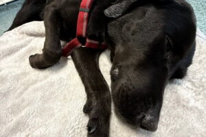 Ben Nevis