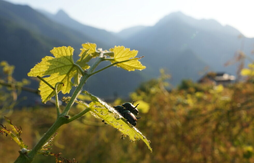 vreshtat dhe plantacionet