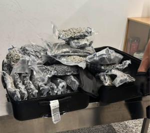 Goditet tentativa për trafik droge në Rinas  sekuestrohen 46 kg kanabis nga fluturimi Toronto Tiranë