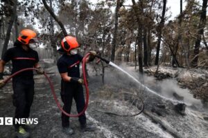 në pyllin e Fontainebleau,