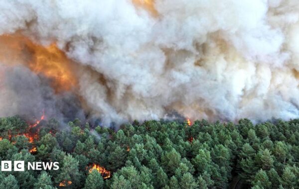 pyllin e Fontainebleau