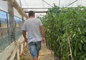 Prodhimi i specit mbetet në sera për shkak të mungesës së tregut