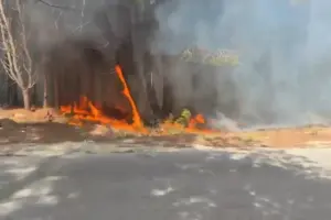 në Pyllin e Sodës,