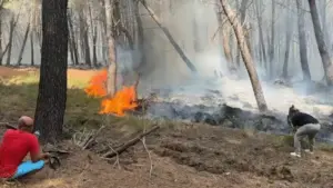 Zjarri në pyllin e Sodës  Lamallari  Orë të vështira  po ndjekim çdo çast situatën