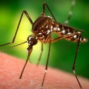 Ministria e Shëndetësisë  Mbeten vetëm 13 raste me ethet e Nilit Perëndimor  nuk ka raste të reja