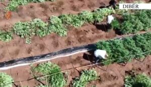 Operacion antidrogë në Dibër  zbulohen mbi 1 mijë rrënjë kanabis  arrestohen dy persona