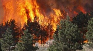 GREQI   Dy viktima dhe mbi 300 të evakuar pas zjarreve në Salamina
