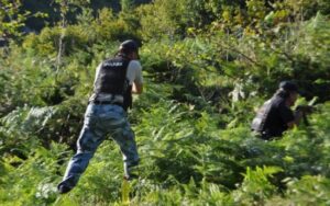 Mbushën pyjet e Fushë Arrëzit me hashash  arrestohen 2 persona  Kultivuan qindra bimë narkotike në 15 parcela