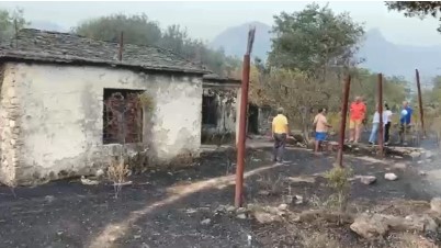 disa hektarë me ullinj
