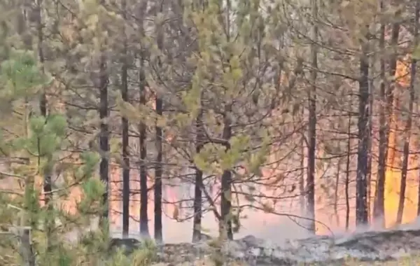 40 efektivë të