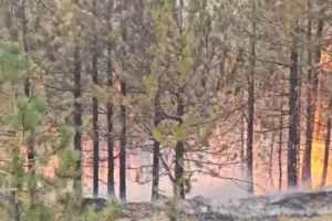 40 efektivë të
