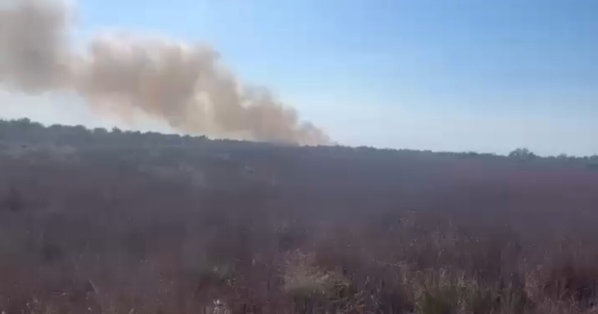 në pyllin e Semanit,
