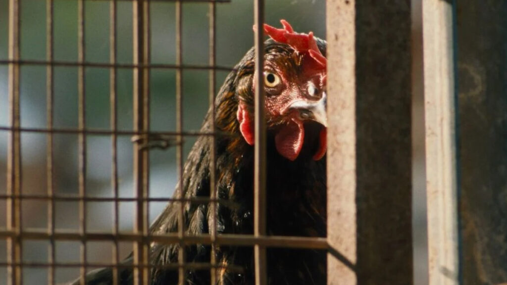 «Hen»  filmi bizarr për pulën heroine  me producent ekzekutiv Ari Aster in — del trailer i dhe posteri zyrtar amerikan