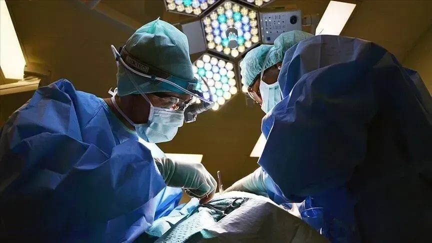 veshkë derri të modifikuar gjenetikisht