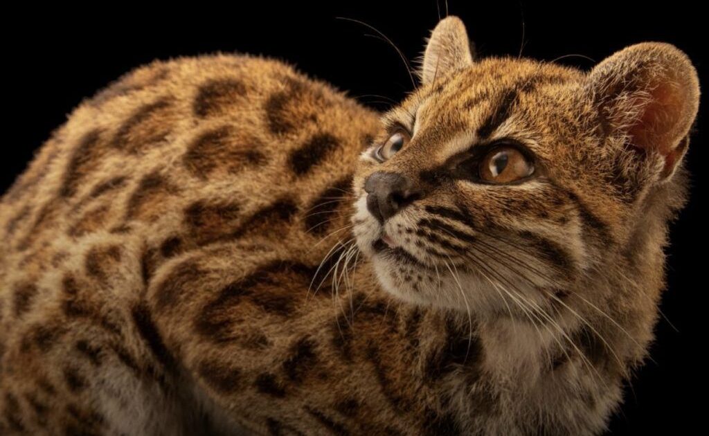 një specie e