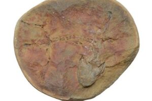 Fosil i Amphibamus grandiceps nga Karboniferi