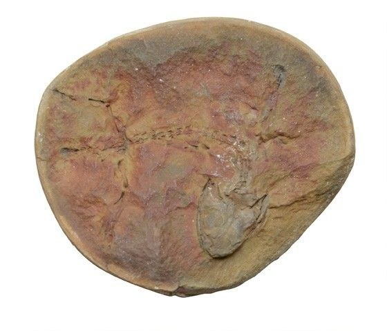 Fosil i Amphibamus grandiceps nga Karboniferi