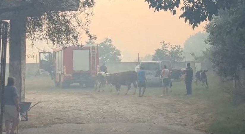 në kodrat e Bardhajve,