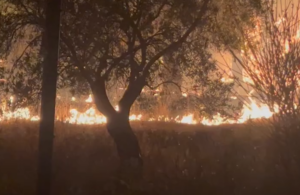 Flakët  pushtojnë  Himarën  shkrumbohen qindra ullinj  VIDEO 
