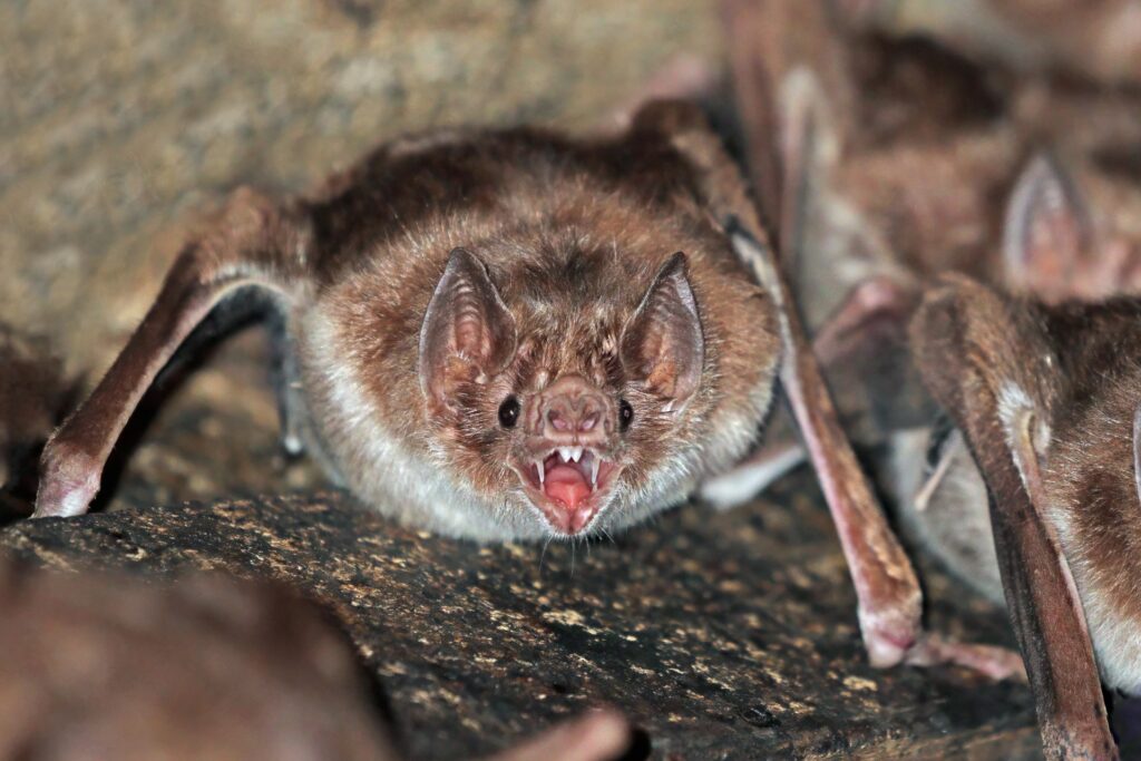 «Bat Boy» në Tampa  muzikali për djalin lakuriq që kërkon pranim merr duartrokitje në natën e hapjes