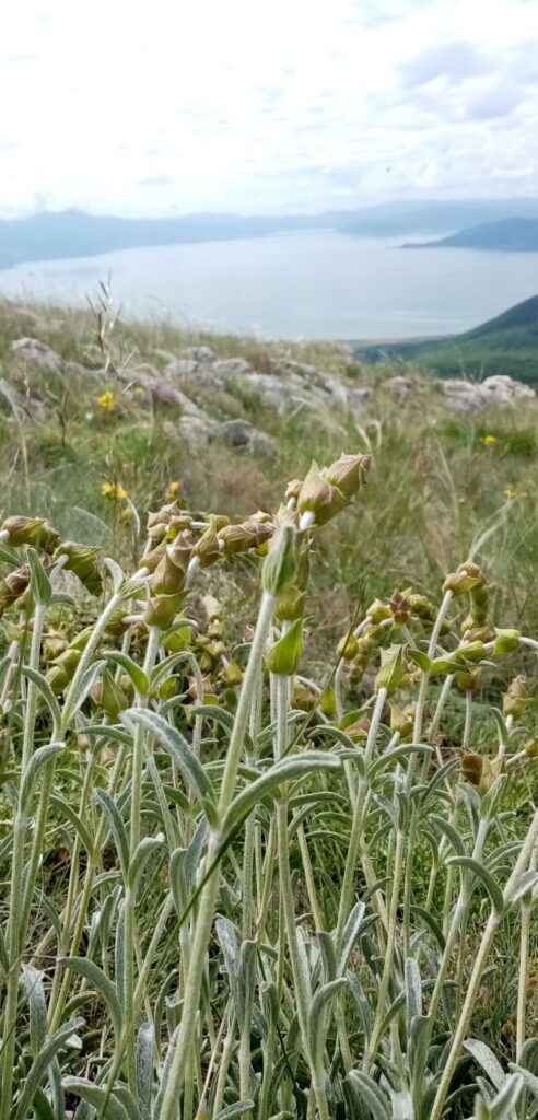 Çaj mali me mjaltë — pija tradicionale e malësorëve shqiptarë