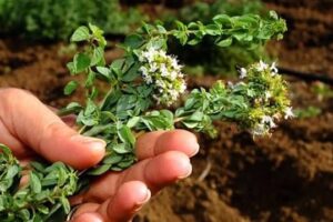 aromatike me