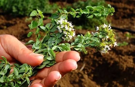 aromatike me