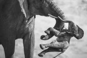 “Wildlife Photographer of the Year
