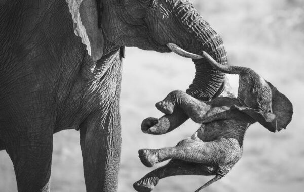 “Wildlife Photographer of the Year