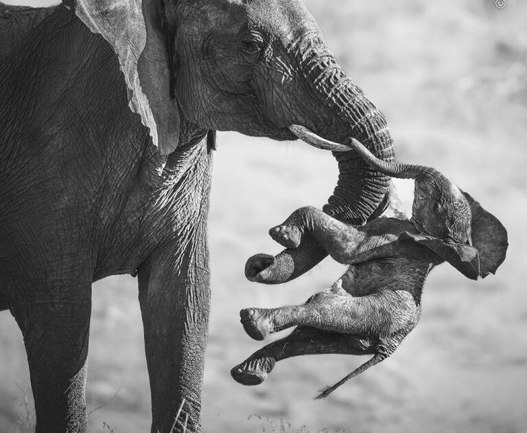 “Wildlife Photographer of the Year