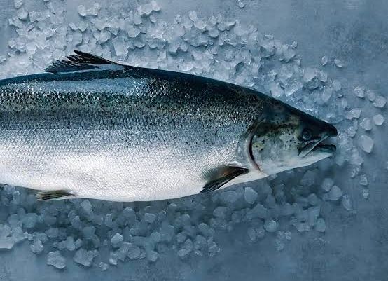 Salmoni në Europë ushqehet me nënprodukte pule  prodhuesit kërkojnë alternativa më të lira