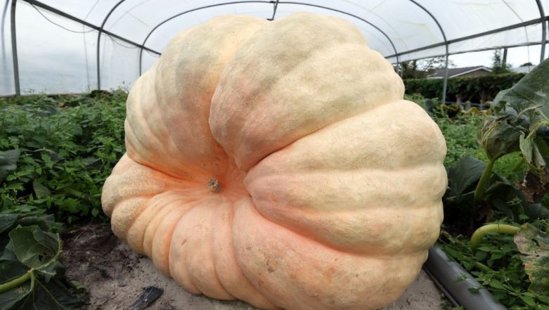Fermeri zviceran thyen rekord me kungullin që peshon mbi 650 kg