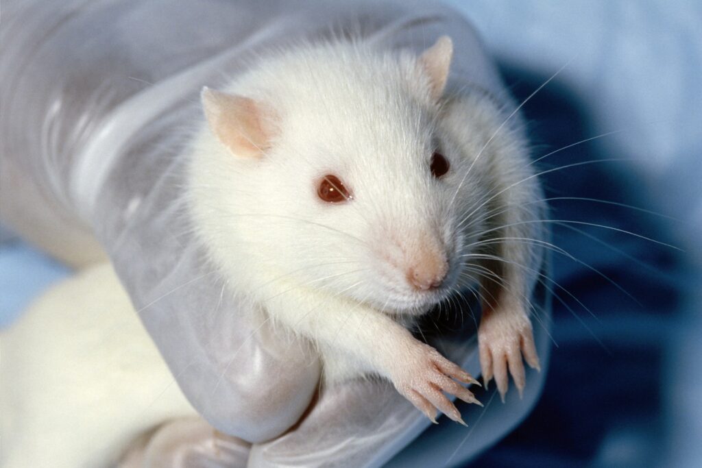 «Rat Rat Rat» kthehet në Camden People s Theatre  tre nxënës minj përballë mësimeve të bindjes në Londër