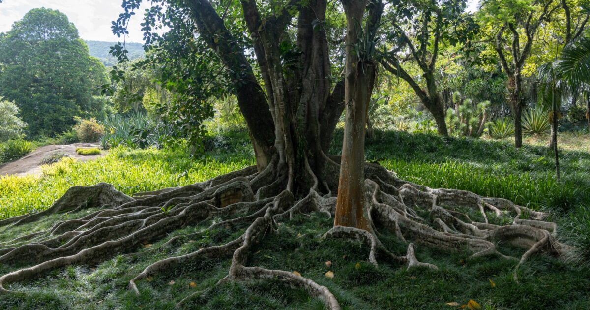 Kopshti i Sítio Roberto Burle Marx në Rio de Zhaneiro