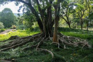 Kopshti i Sítio Roberto Burle Marx në Rio de Zhaneiro