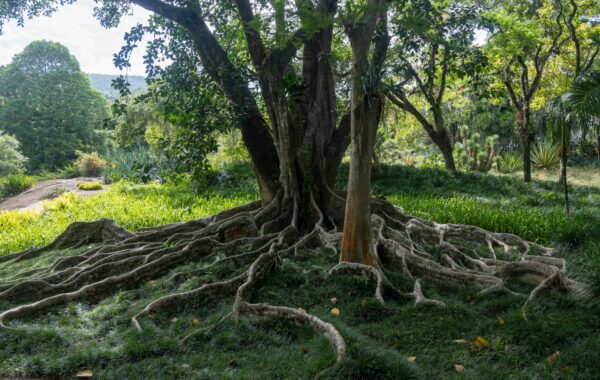 Kopshti i Sítio Roberto Burle Marx në Rio de Zhaneiro