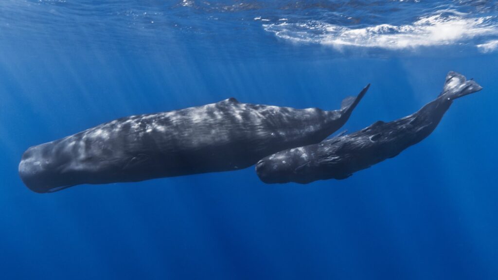 Disney  dhe Hulu zbulojnë pamje ekskluzive nga «Whalefall»  thriller i i mbijetesës me Austin Abrams dhe Josh Brolin vjen në kinema më 16 tetor